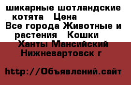 шикарные шотландские котята › Цена ­ 15 000 - Все города Животные и растения » Кошки   . Ханты-Мансийский,Нижневартовск г.